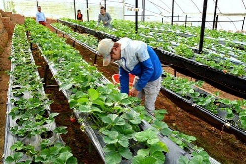 TTS Nông nghiệp - OITA